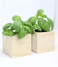 CUBO IN LEGNO CON PIANTA MADE IN ITALY